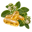 Transparent oregano oil capsules surrounded by oregano leaves and flowers