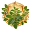 Ilustración del origen botánico del aceite de orégano mexicano a partir de la planta Lippia graveolens.
