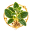 Ilustración de una planta de orégano con hojas y raíces que representa su origen botánico.