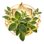 Ilustración de beneficios del aceite de orégano con símbolo botánico de bienestar y protección.