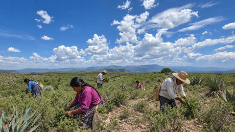 Personas Tepehuanes del Sur (O’dam) cosechando orégano silvestre en la sierra de Durango, México