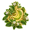 Botanical illustration of digestive wellness associated with oregano