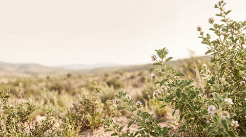 Plantas silvestres de Lippia graveolens en un paisaje natural de Durango, México, con fondo suave y tonos cálidos que representan el origen botánico del aceite de orégano.