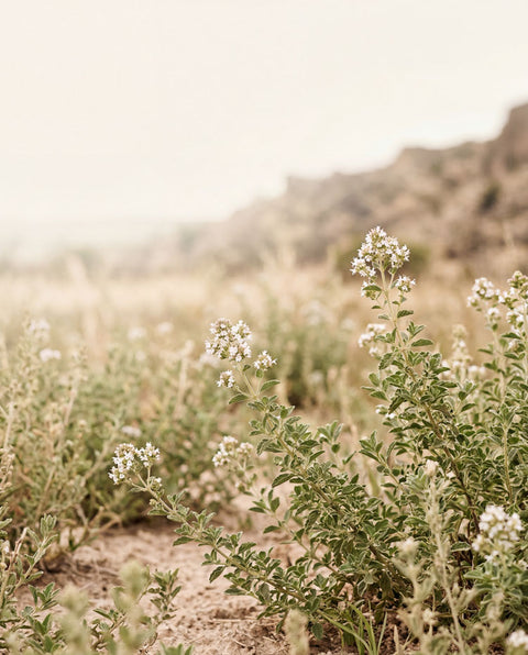 Lippia graveolens creciendo de forma silvestre en un entorno natural de Durango, México, con fondo desenfocado y tonos cálidos claros.