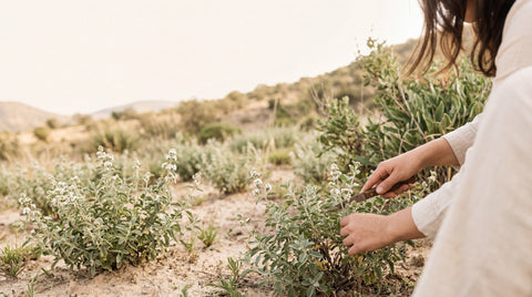 Plantas silvestres de Lippia graveolens en un paisaje natural de Durango, México, con una escena de recolección responsable que representa sostenibilidad y abastecimiento.