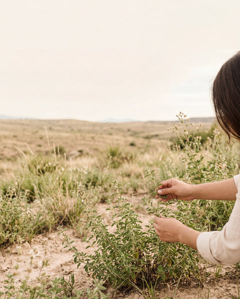 Lippia graveolens creciendo en un entorno natural de Durango, México, con una composición limpia que representa sostenibilidad y abastecimiento responsable.